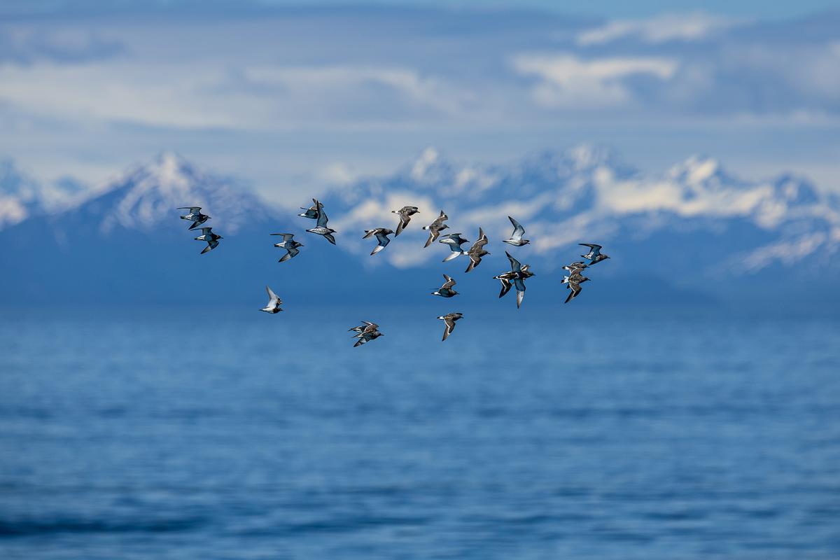 A wide range of birds can be sighted along the coast in Katmai National Park. (Miroslav Srb/Shutterstock)