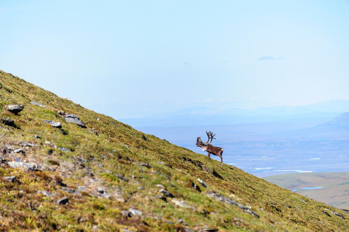 A caribou wanders about in Gates of the Arctic National Park. (Danita Delimont/Shutterstock)