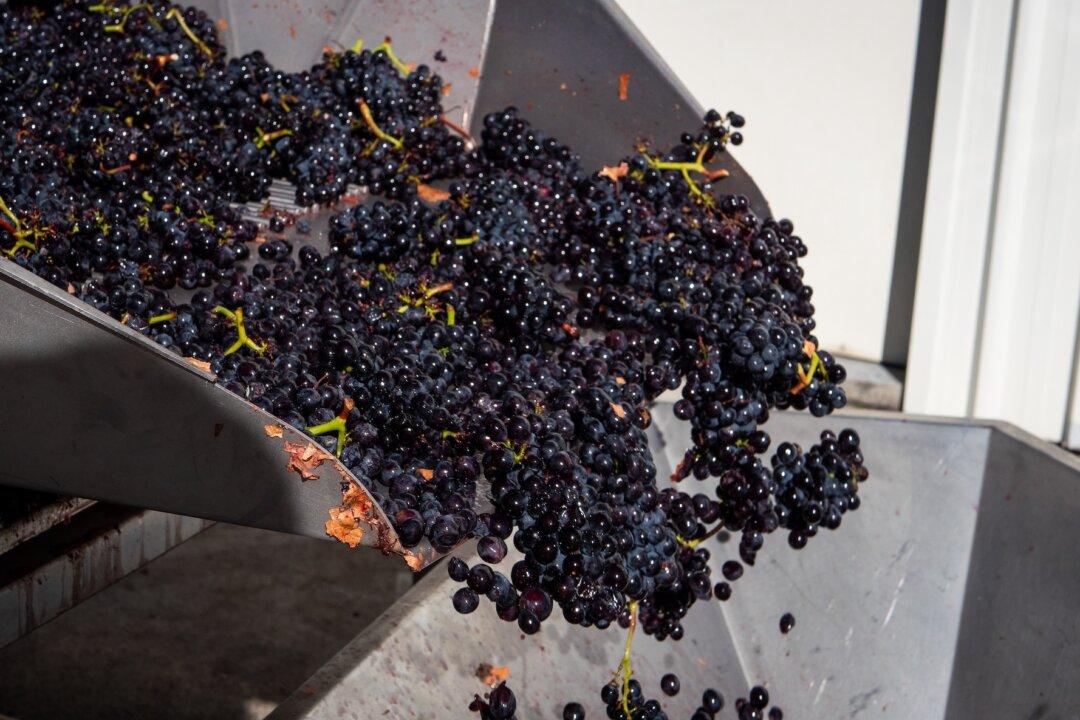 Winemaking: A Grimy Job