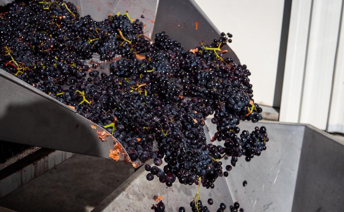 Winemaking: A Grimy Job