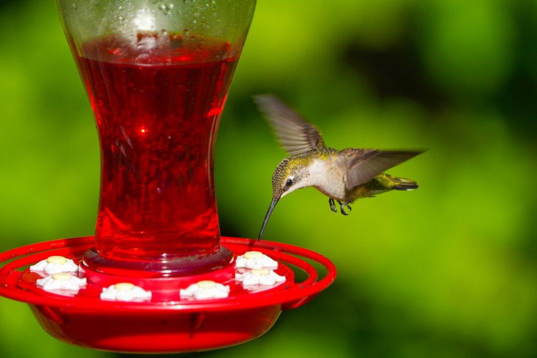 Fall Bird Feeders and Bulbs