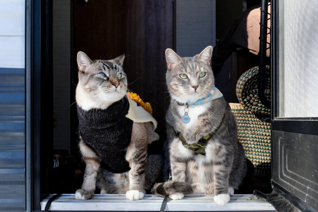 Protect Cats Traveling in Motor Home