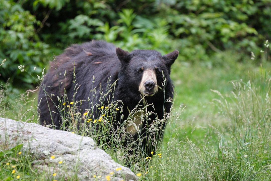 5 Potentially Lifesaving Tips for When You Spot a Bear on the Trail