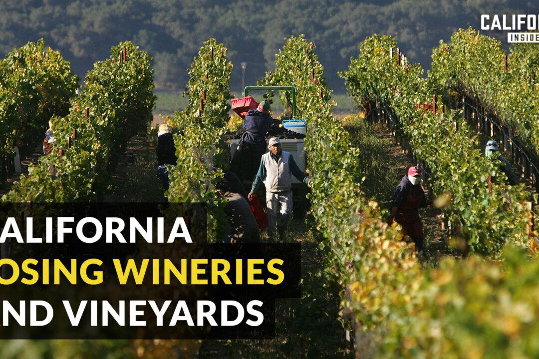 Will California Wine and Vineyards Survive the Downturn in Wine Industry