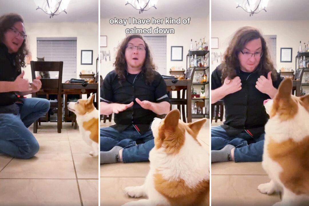 Deaf Wife and Husband Sign at Home, and Hilarious Corgi Dog Soon Understands ‘Bath,’ ‘Dinner’