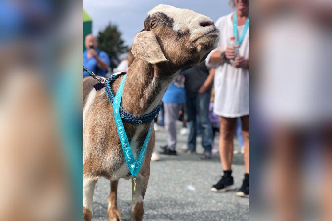 Marathon Goat: Animal Runner Wins Hearts and a Medal After Crashing Newfoundland Race