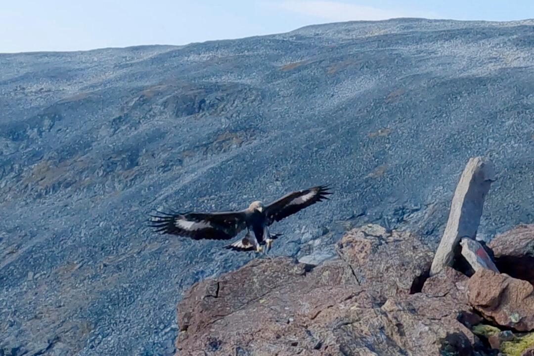 Young Golden Eagle Attacks Toddler in Norway, Its 4th Such Assault on Humans