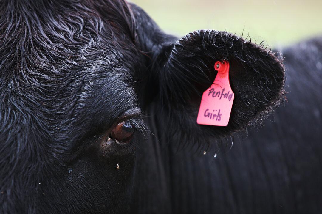 Cattle Industry Chief Warns EU Deforestation Rules Could Stifle Global Trade