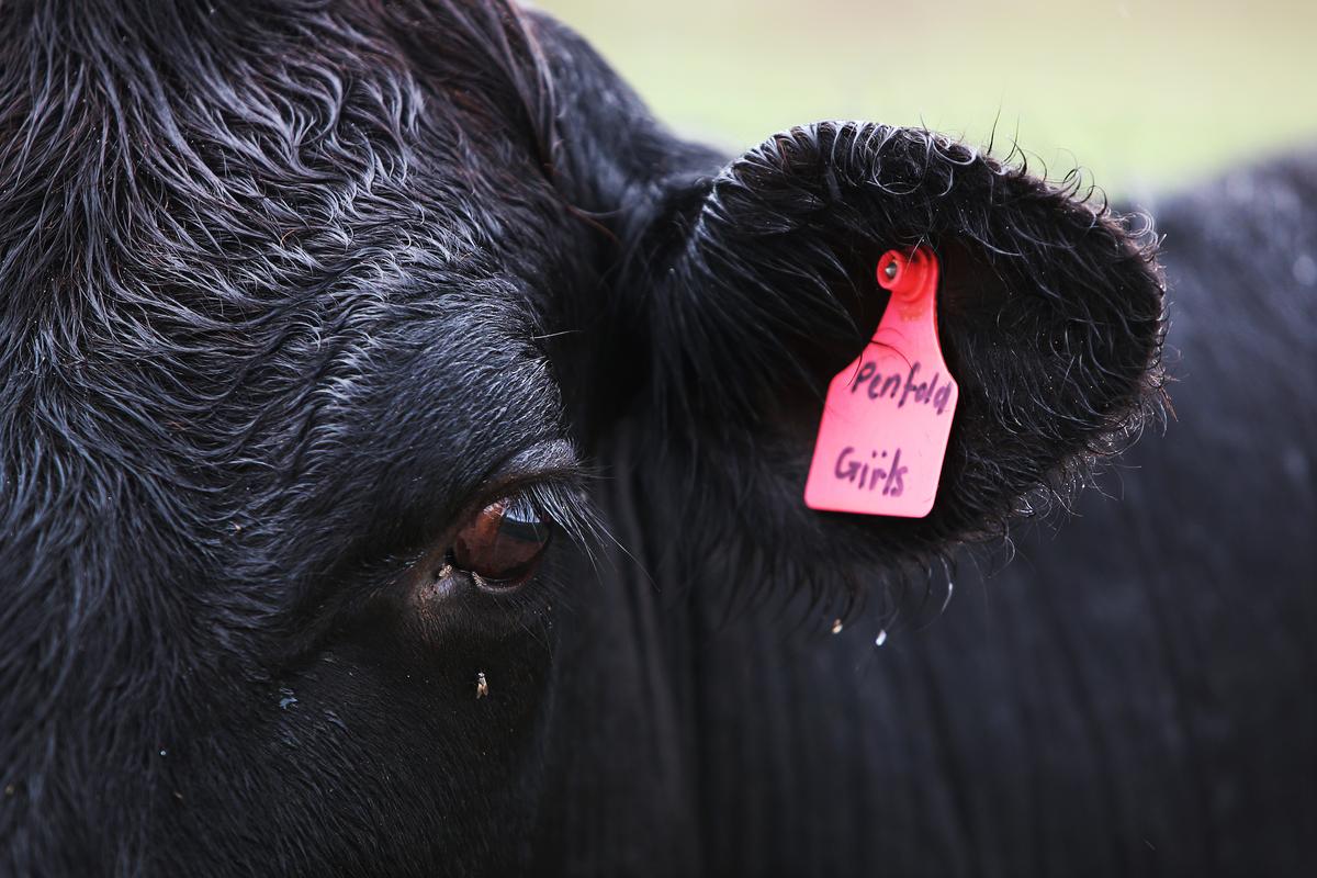 Cattle Industry Chief Warns EU Deforestation Rules Could Stifle Global Trade
