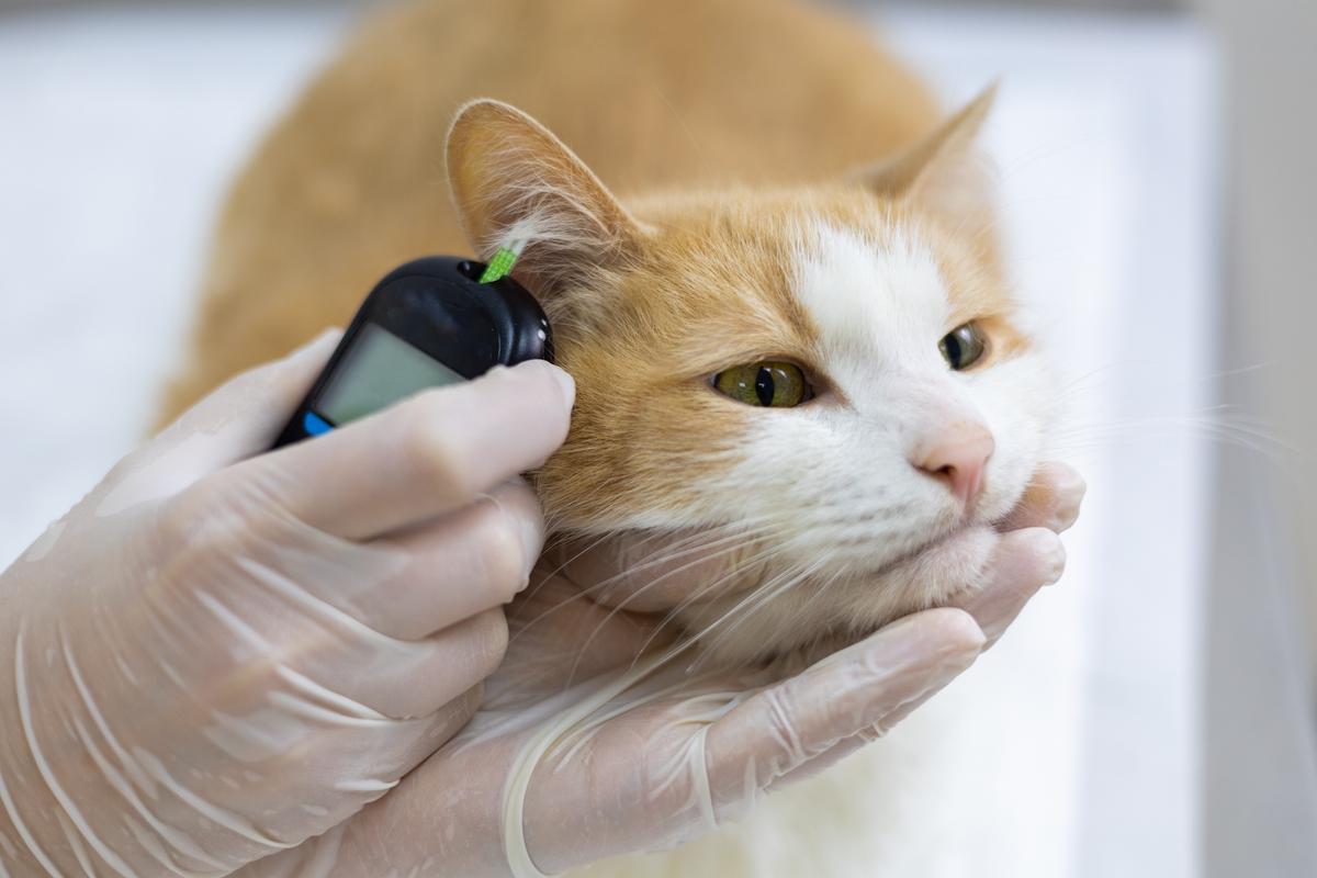 Monitor Diabetic Pet’s Blood Sugar Levels at Home