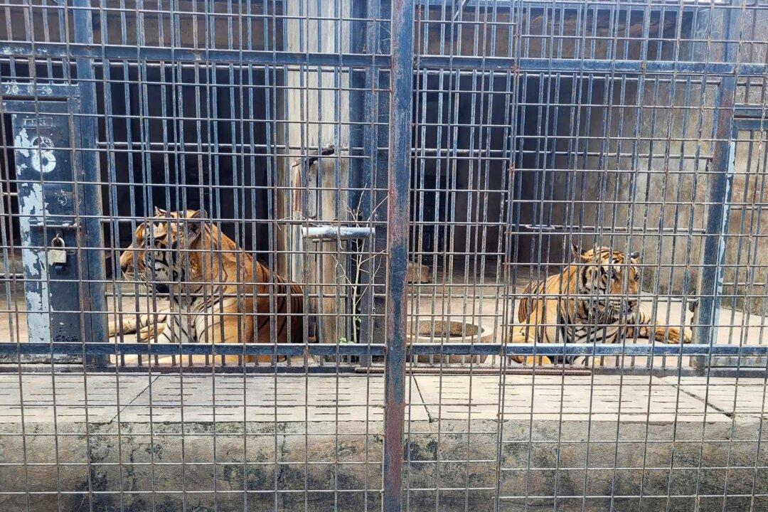 Dozens of Zoo Tigers Die After Contracting Bird Flu in Southern Vietnam