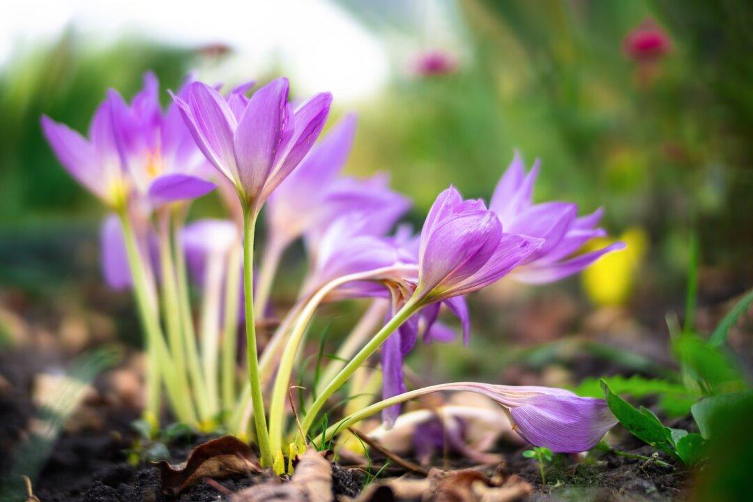 Herbs That Can Help Lift Seasonal Depression