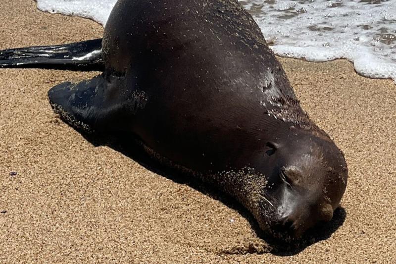 Authorities Search for Person Who Shot and Killed Orange County Sea Lion