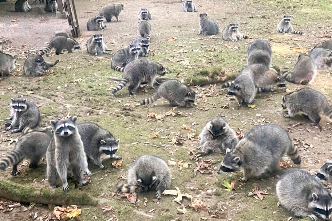 Washington State Woman Calls 911 After Being Hounded by Up to 100 Raccoons