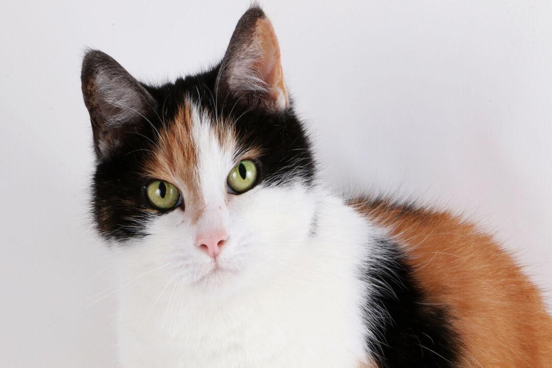 Calico and Tortoiseshell Cats Usually Female
