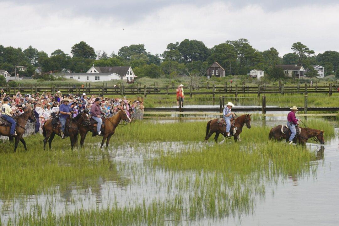 Mother-Daughter Duo Wins 3 Journalism Awards for Chincoteague Pony Feature