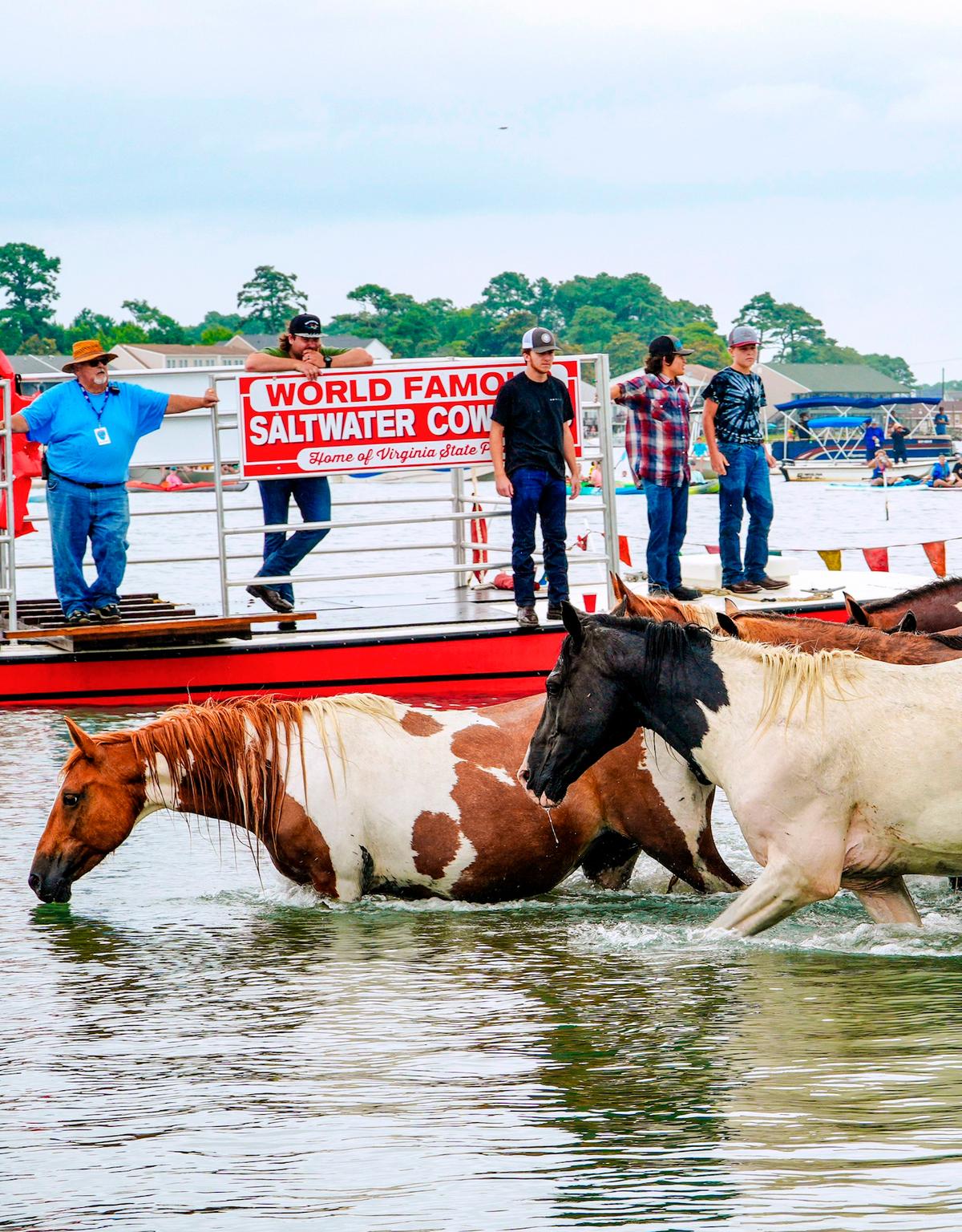 Pony Round-Up in Virginia Captures Hearts of Horse Lovers for 100 Years