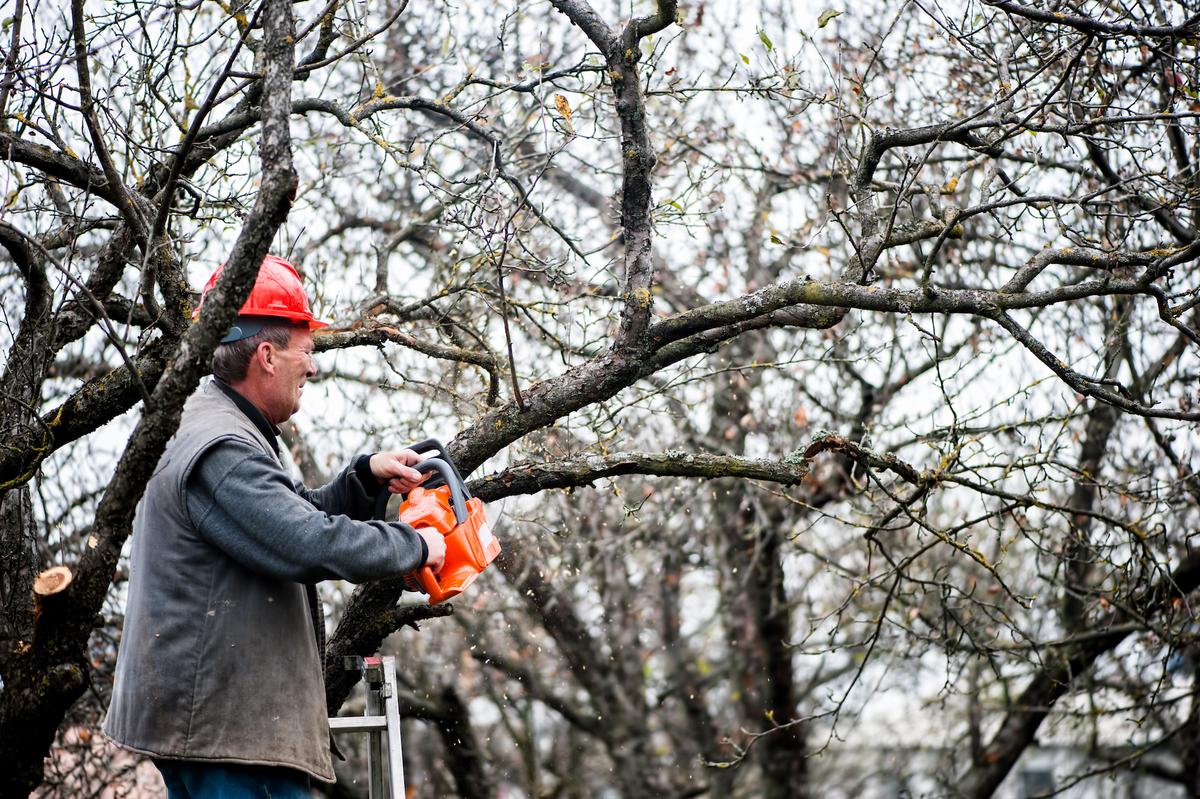 DIY Tree Trimming: When to Do It and What to Know