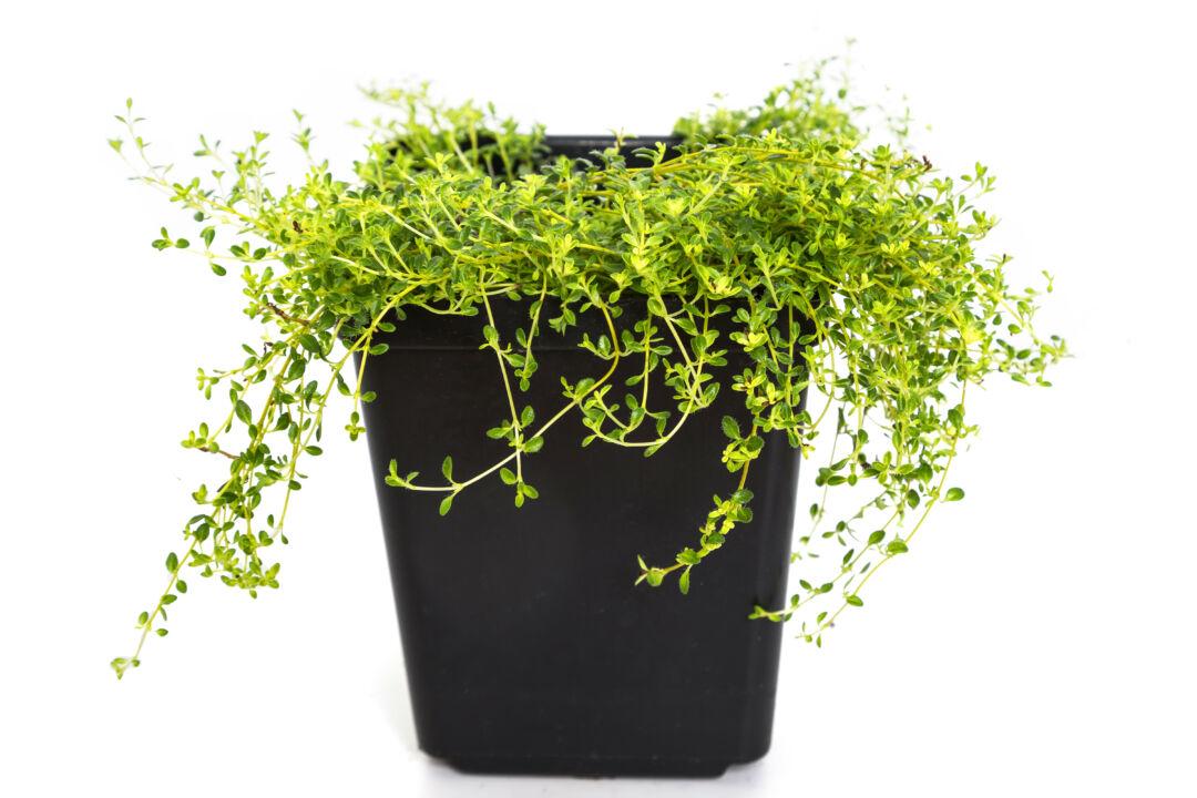 Harvest, Store and Preserve Herbs From the Garden