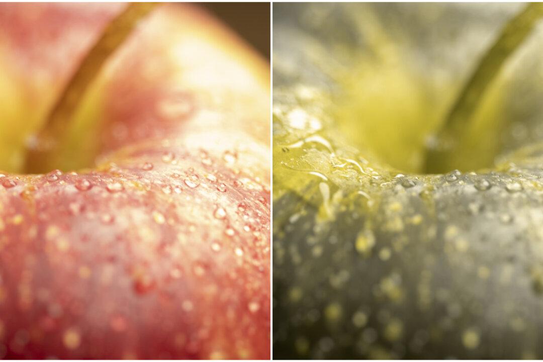 Dogs See Blue, Yellow, and Gray