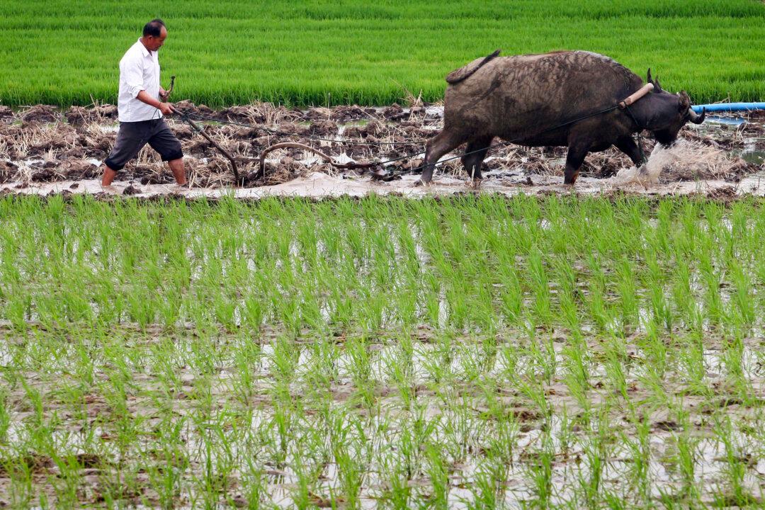 Chinese Farmers Hit Hardest by New Retirement Scheme, Experts Say