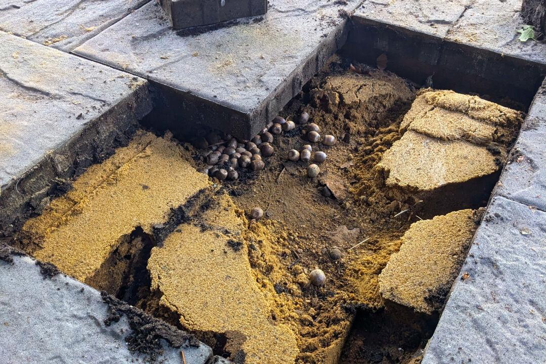 Ask the Builder: Pavers Laid in Sand Are No Match for Burrowing Animals