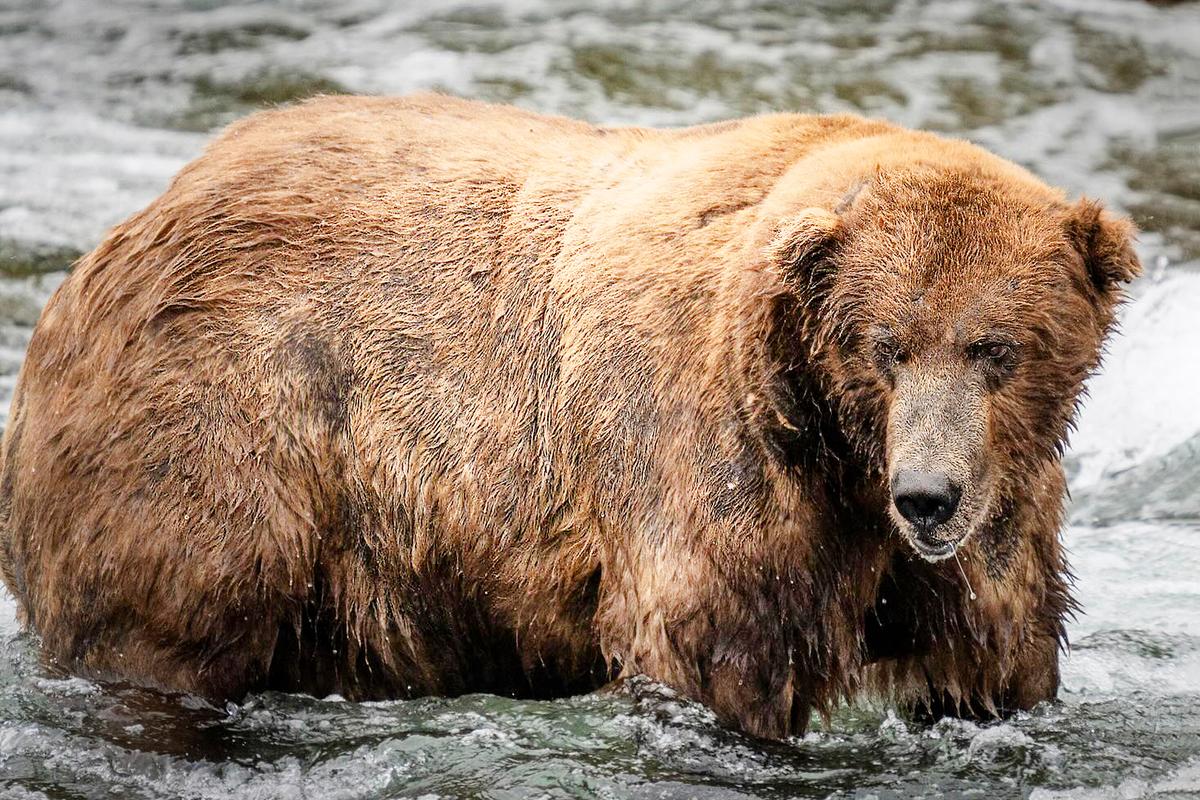 ‘Fat Bear Week’ Crowns Chunkiest Brown Bear, Who Packed On Pounds Gorging On Salmon All Summer