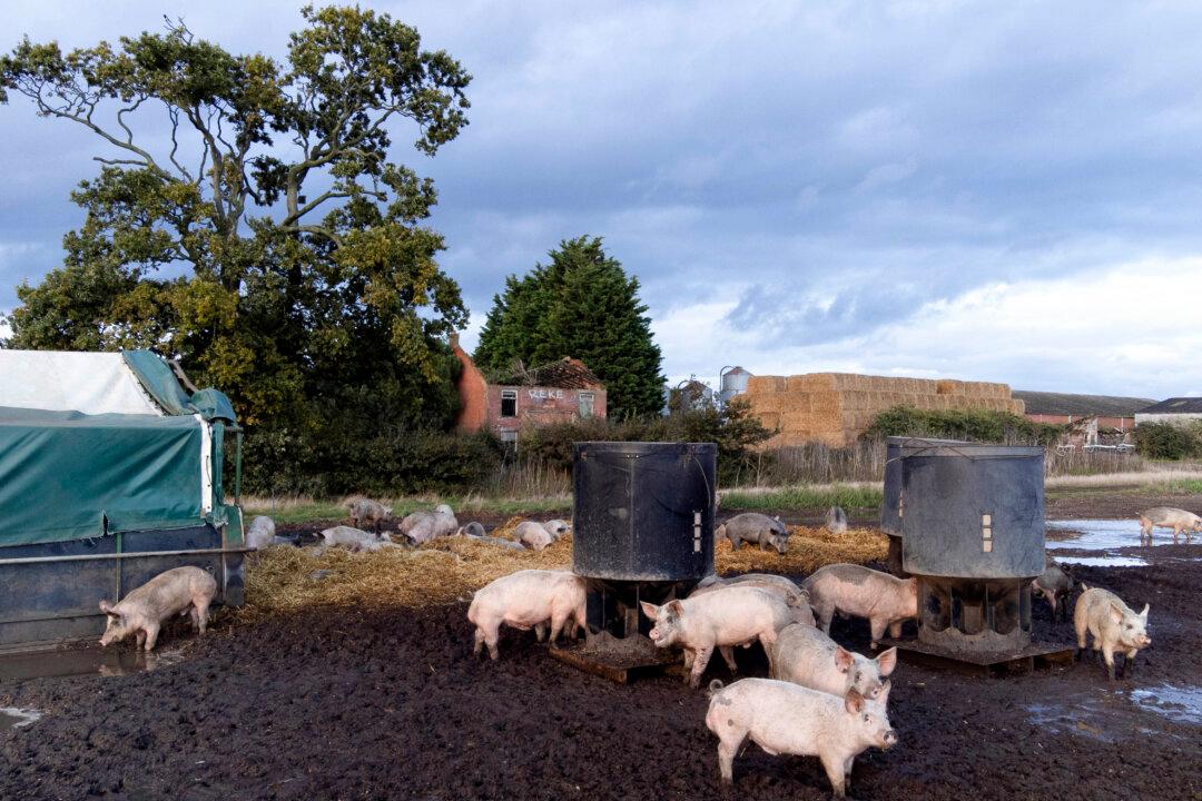 Just 2.3 Percent of Animal Farming Welfare Breaches Prosecuted, Report Finds