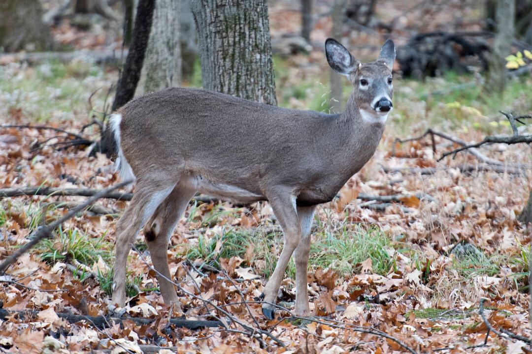 Montreal Suburb Begins Controversial Deer Cull to Reduce Population in Local Park
