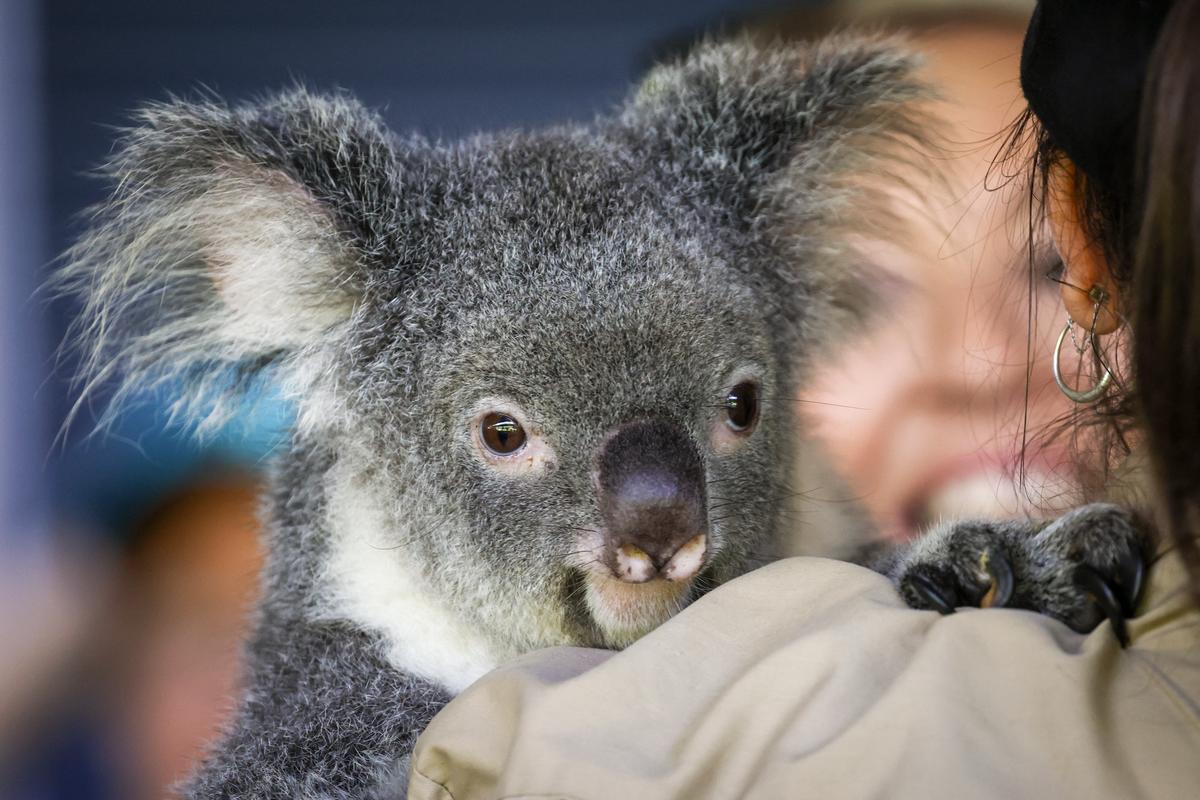This picture taken on April 6, 2024 shows a native Australian koala being held by a keeper during a show for tourists at Hartley's Crocodile Adventure Park located north of the Queensland city of Cairns in Australia. (David Gray/AFP via Getty Images)