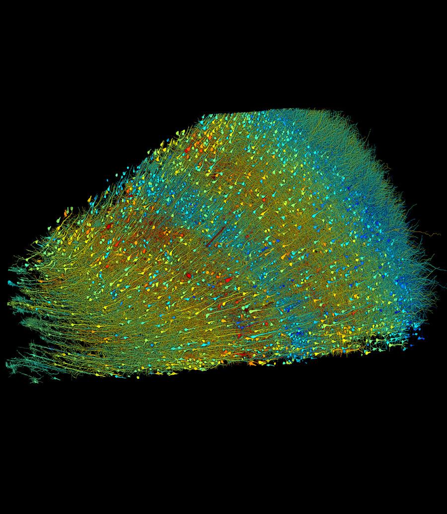 See the Human Brain Like Never Before