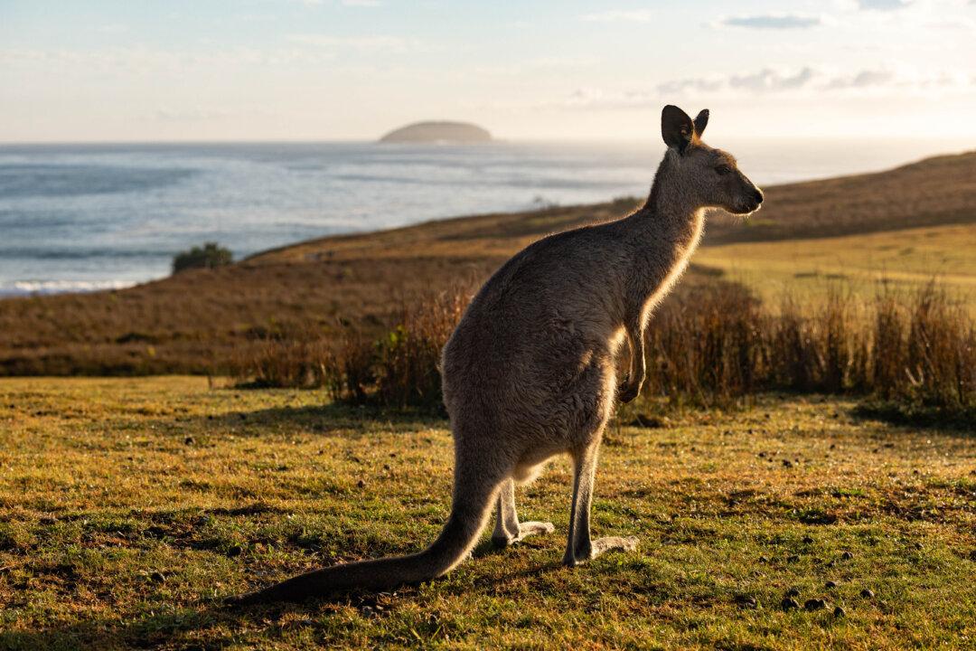 Australian Politicians Urge US Senators to Reject Kangaroo Import Ban