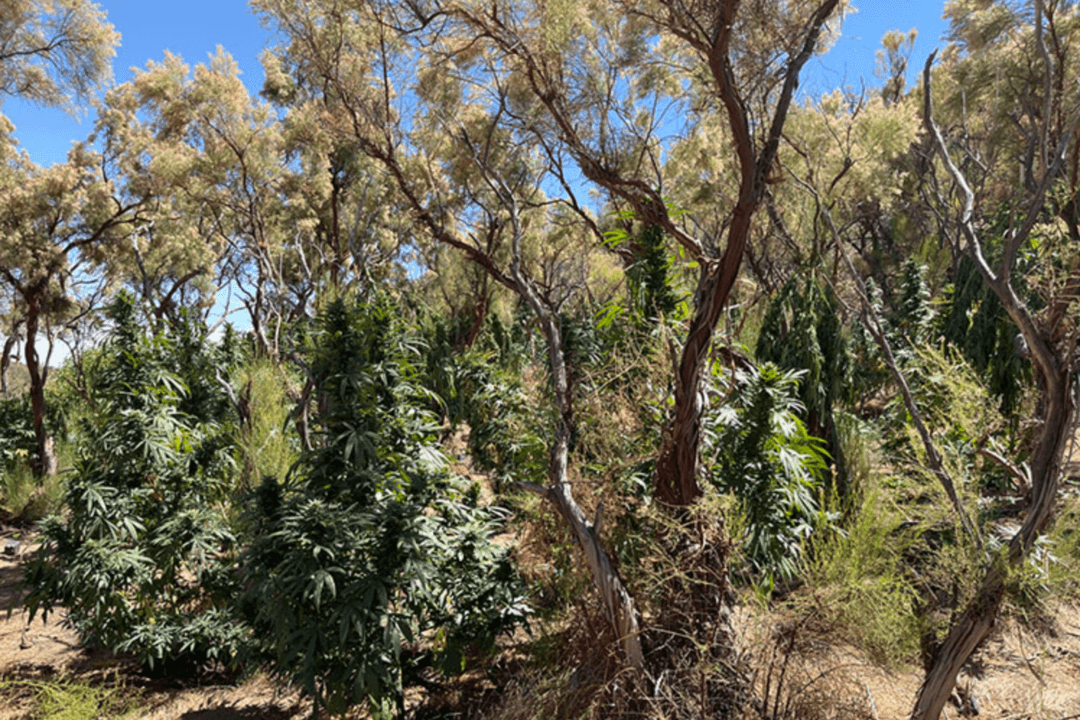 More Than 25,000 Marijuana Plants Seized in California State Parks This Year