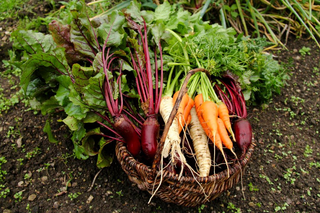 Year-Round Nutrition: The Best Crops to Grow for Long-Term Storage