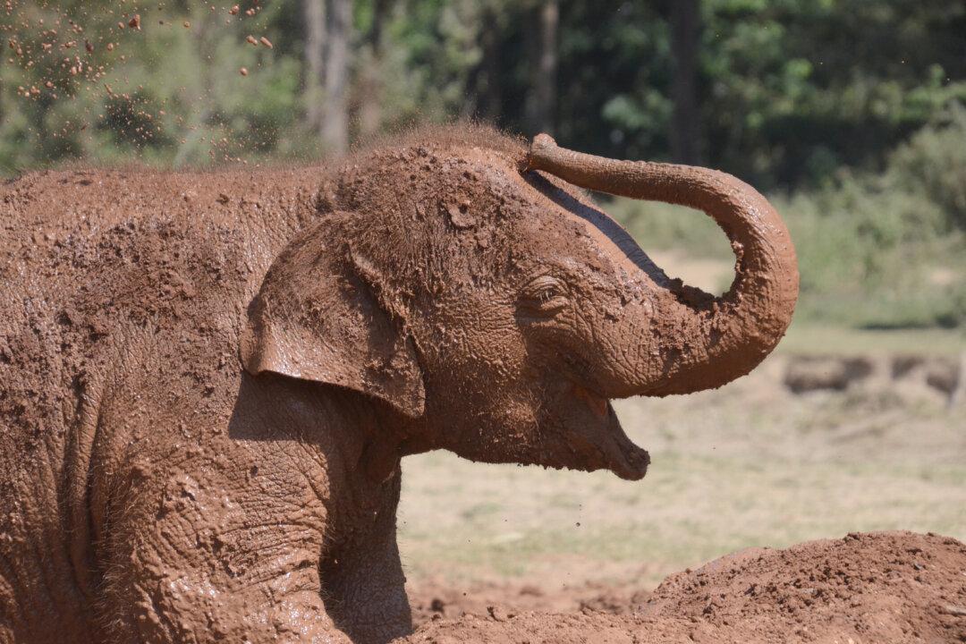 Rescue Elephants: Supporting Ethical Travel in Thailand