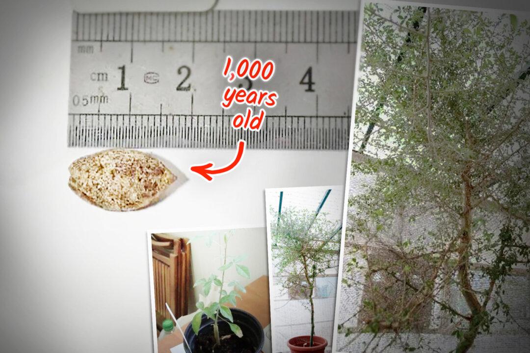 Scientists Grow 1,000-Year-Old Seed Found in Cave in Israel—Say It Could Lead to Lost Biblical Tree