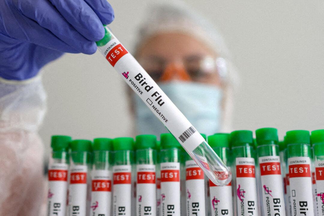 CDC Urges Broader Bird Flu Testing After Study Finds Infection in Asymptomatic Farmworkers