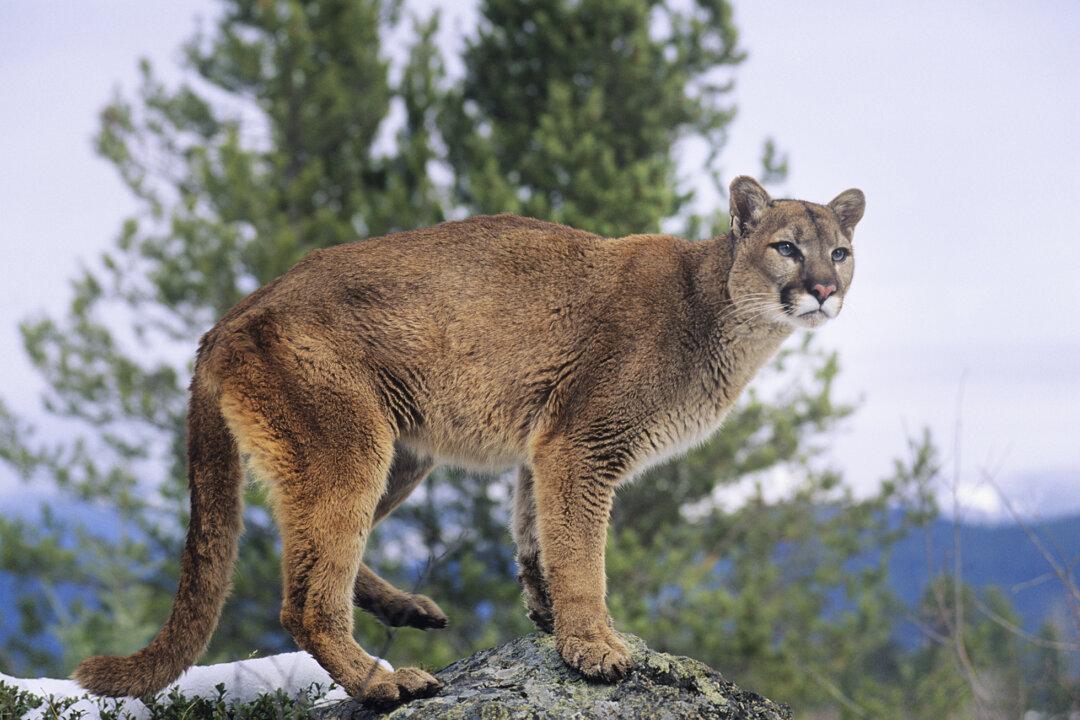 4 Lifesaving Tips for a Mountain Lion Encounter on the Trail