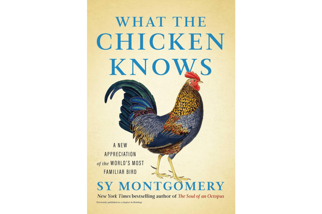 ’What the Chicken Knows’: Finding Delight in a Common Farm Animal