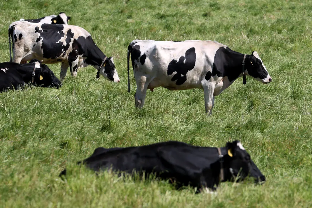 Dairy Companies Can Now Apply for H-2A Temporary Agricultural Worker Visas