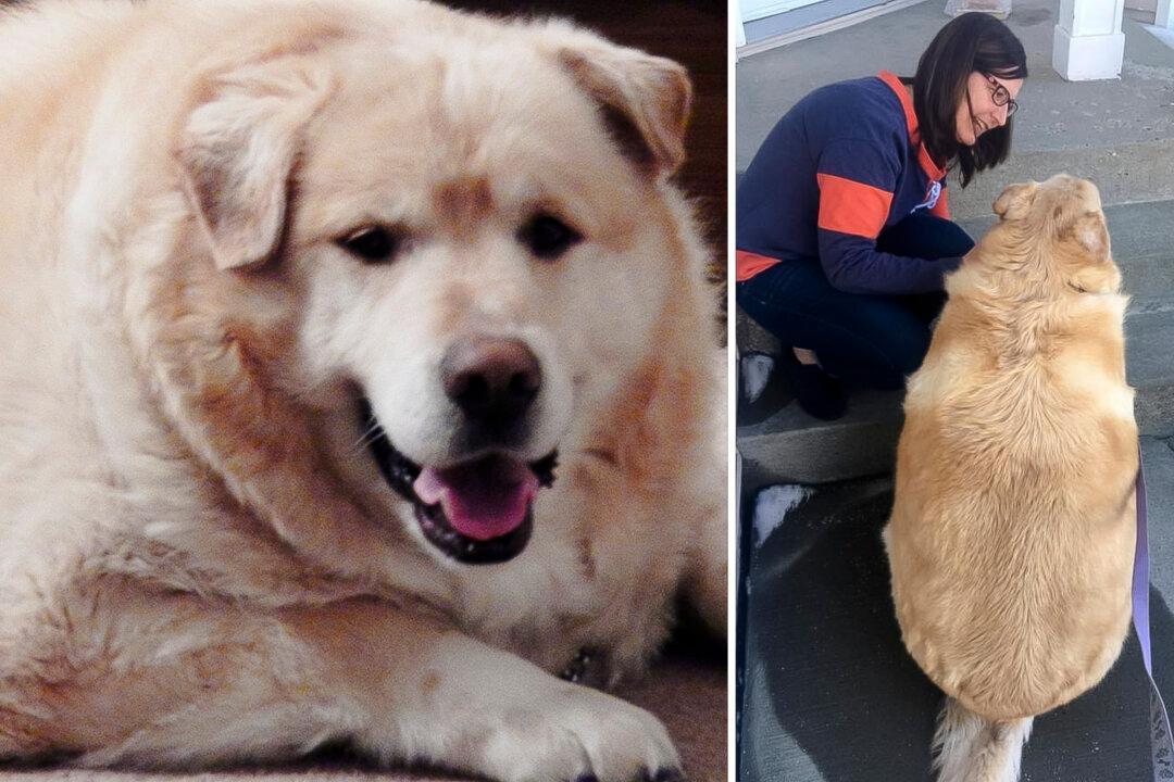‘Morbidly Obese’ Dog Saved From Being Put Down Sheds 100lb, Retires as Therapy Dog—See His Transformation
