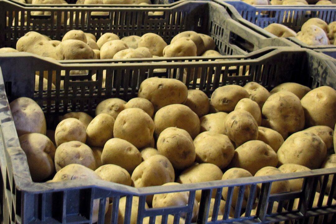 McCain, Cavendish Farms Named in US Class-Actions Alleging ‘Potato Cartel’
