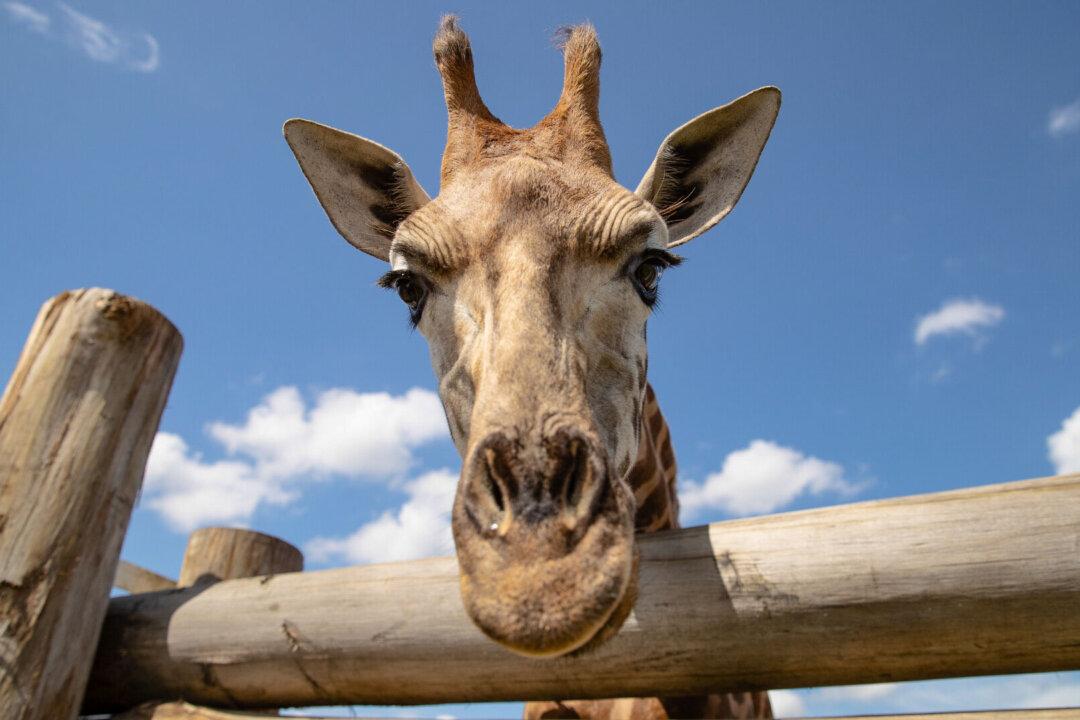 US Officials Propose Endangered Species Status for Giraffes