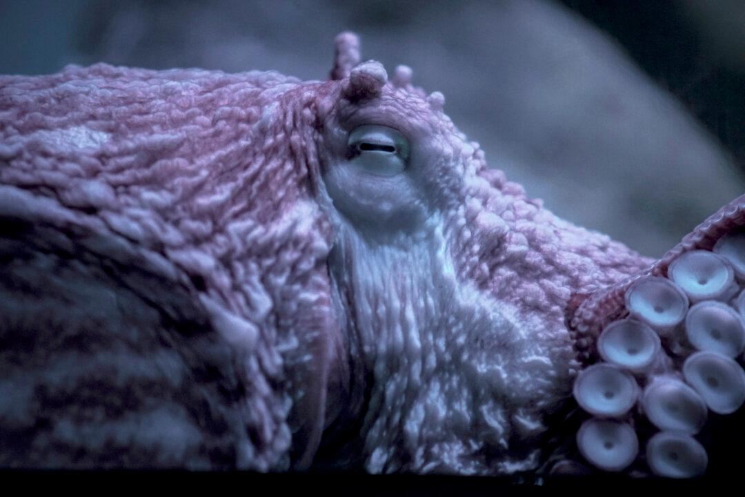 Octopus Battles BC’s Bomb Cyclone in Ocean Floor Video
