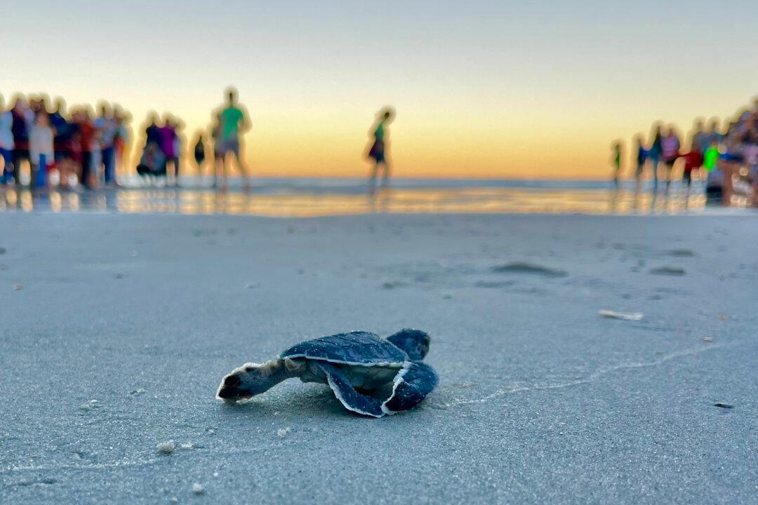Florida Researchers Celebrate Survival of Baby Sea Turtles on Hurricane-Battered Beaches
