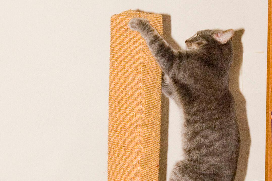 Build a Scratching Post