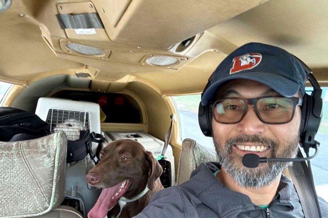 Animal-Rescue Pilot Killed in Plane Crash, 2 Dogs Aboard Are Recovering