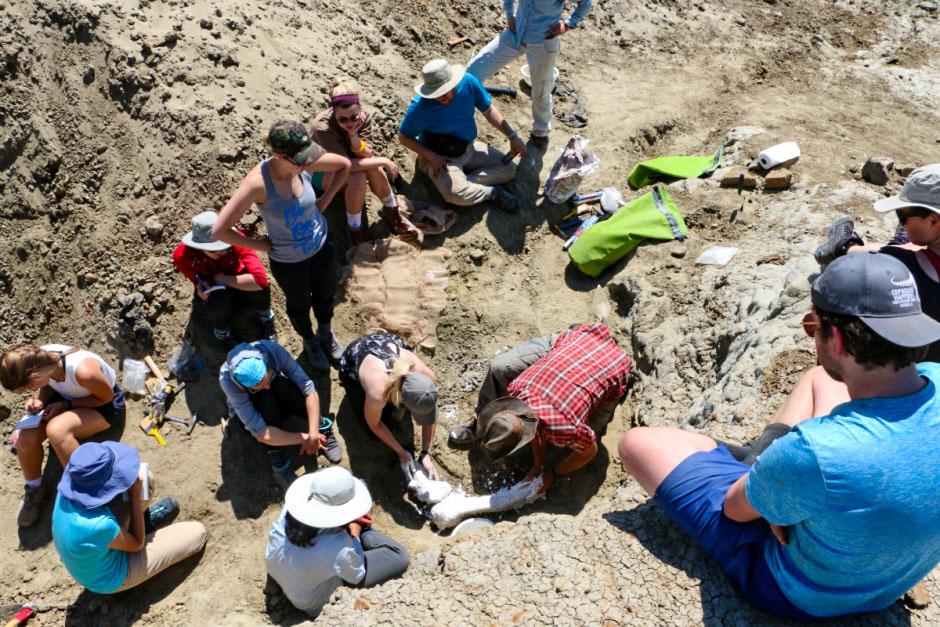 Newly Discovered Dinosaur Fossils Offer Insights Into Ancient Saskatchewan