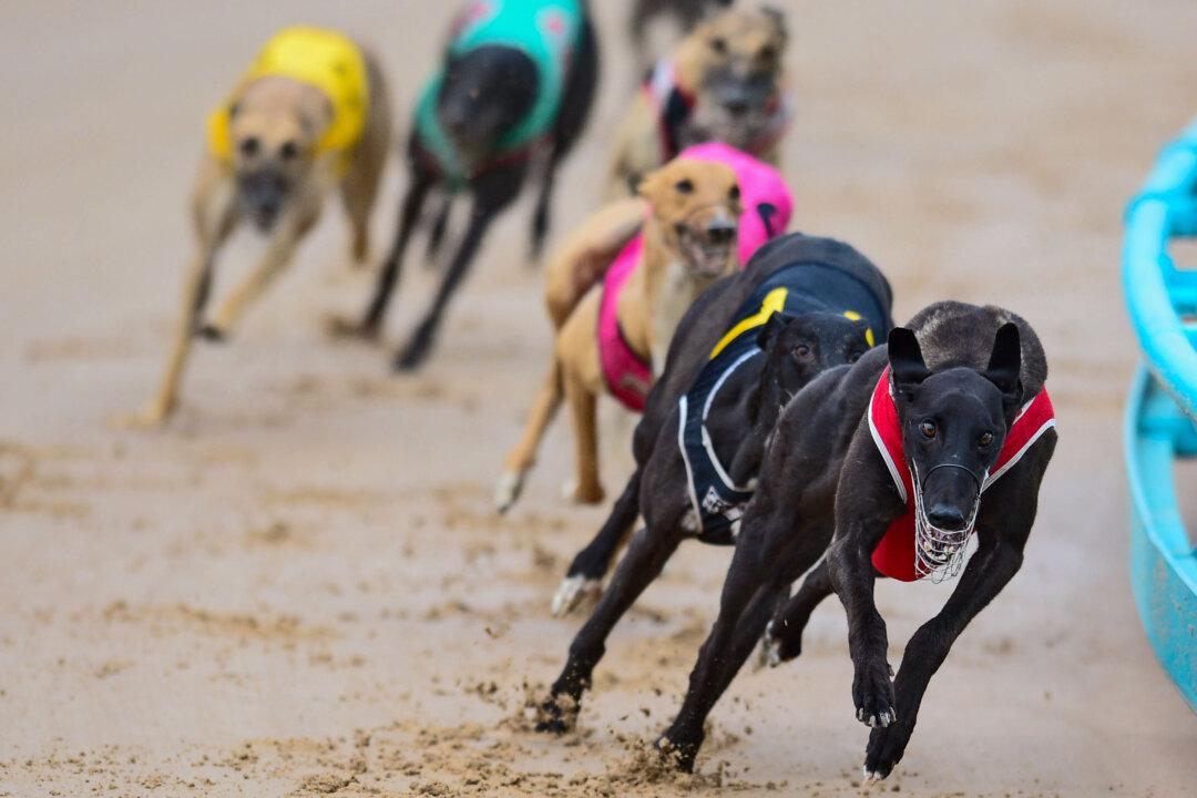 Gippsland Backs Greyhound Track as Animal Welfare Groups Voice Ethical Concerns