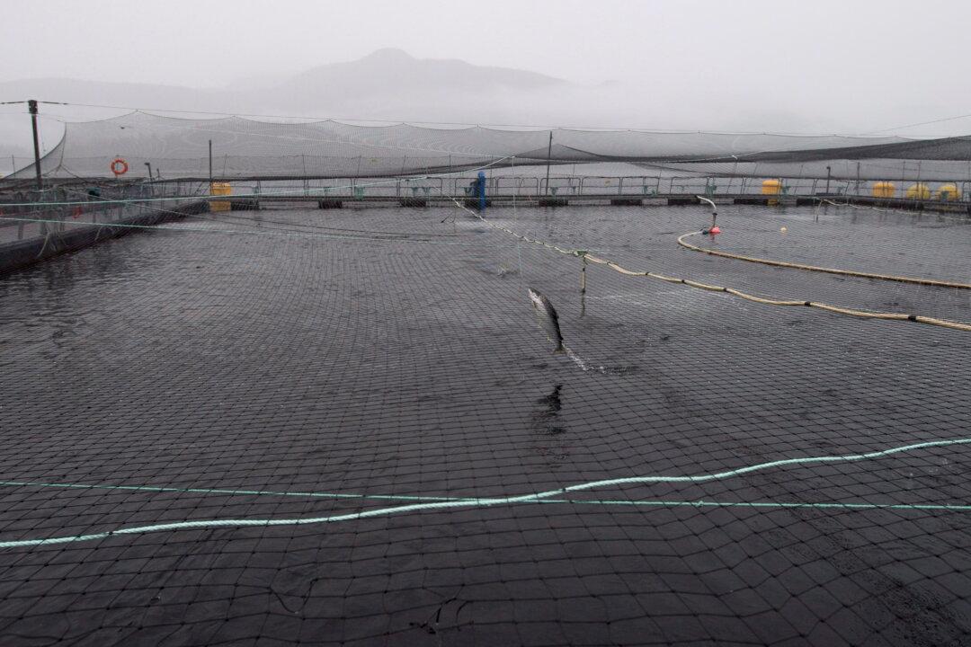 Eliminating Open-Net Fish Farms in BC Would Cost Taxpayers Billions: Report